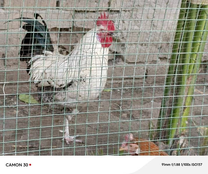 1 breeder murgha and 2 egg laying hens 6