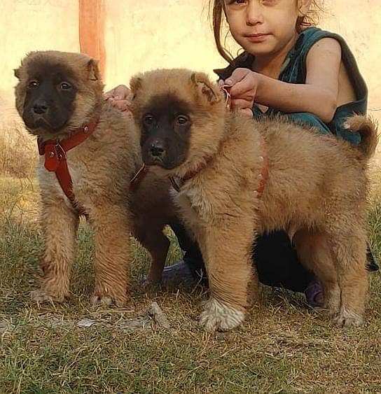 Kurdish Kangal Pair | security dog for sale | Kurdish Kangal Puppies 1