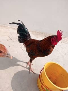 Cock ( male hen) Home Breed