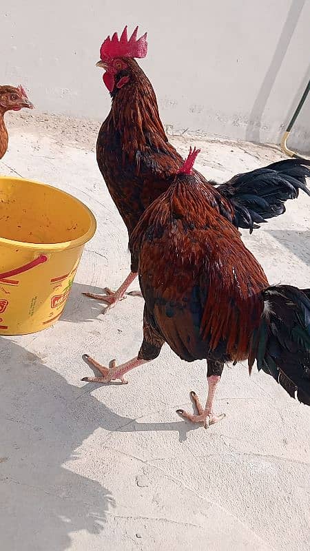 Cock ( male hen) Home Breed 3