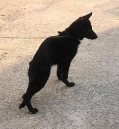 German  shepherd puppy for sale hai 4month ka hai