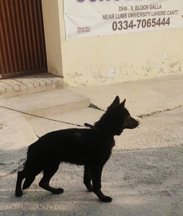 German  shepherd puppy for sale hai 4month ka hai 1