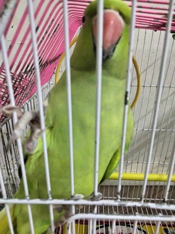 female talking ringneck 1