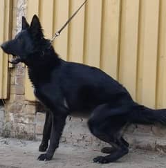 German shepherd female for sale