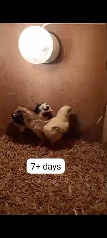 aseel chicks of mianwali (lakha & mushka) - Age 1 week to 1 month 0