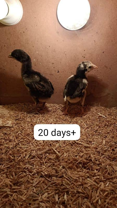 aseel chicks of mianwali (lakha & mushka) - Age 1 week to 1 month 1