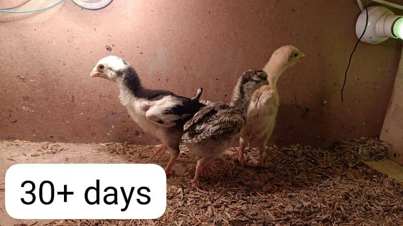 aseel chicks of mianwali (lakha & mushka) - Age 1 week to 1 month 2