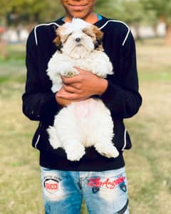 Microchipped TeaCup Shihtzu Puppy