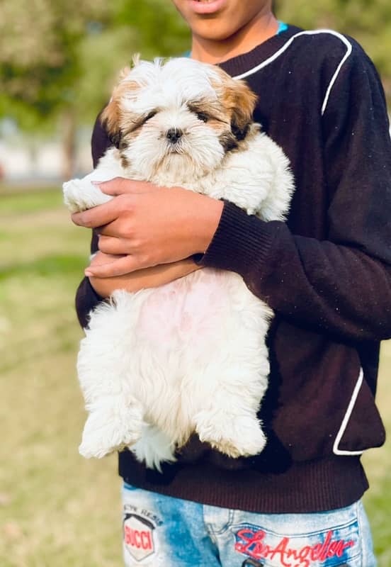 Microchipped TeaCup Shihtzu Puppy 2