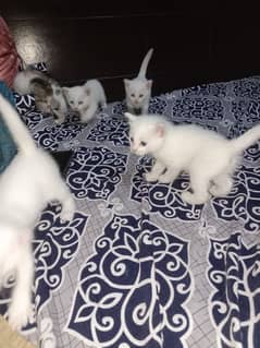 female kitten available