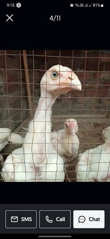 top quality white Heera Aseel chiks 0/3/0/0/9/4/0/2/9/4/0 5