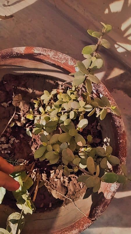 JADE PLANT IN BIG SIZE 2