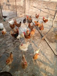 Dasi hens all setup for sale