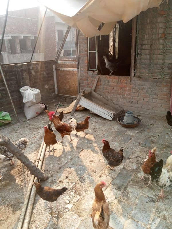 Dasi hens all setup for sale 1