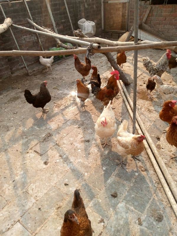 Dasi hens all setup for sale 2