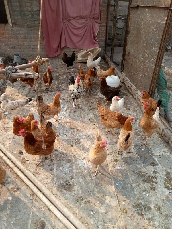 Dasi hens all setup for sale 3