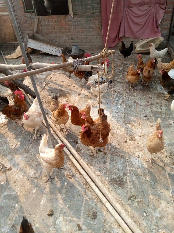 Dasi hens all setup for sale 4