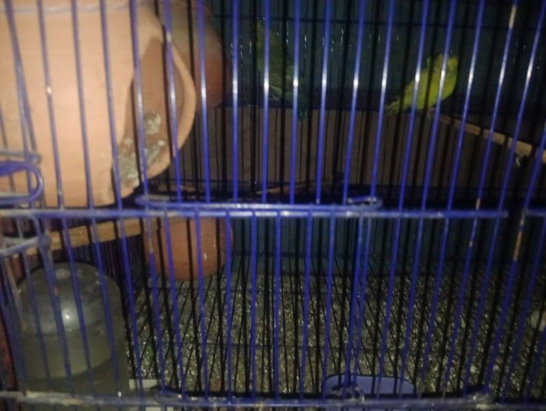 Budgie parrots and cocktail parrots 2