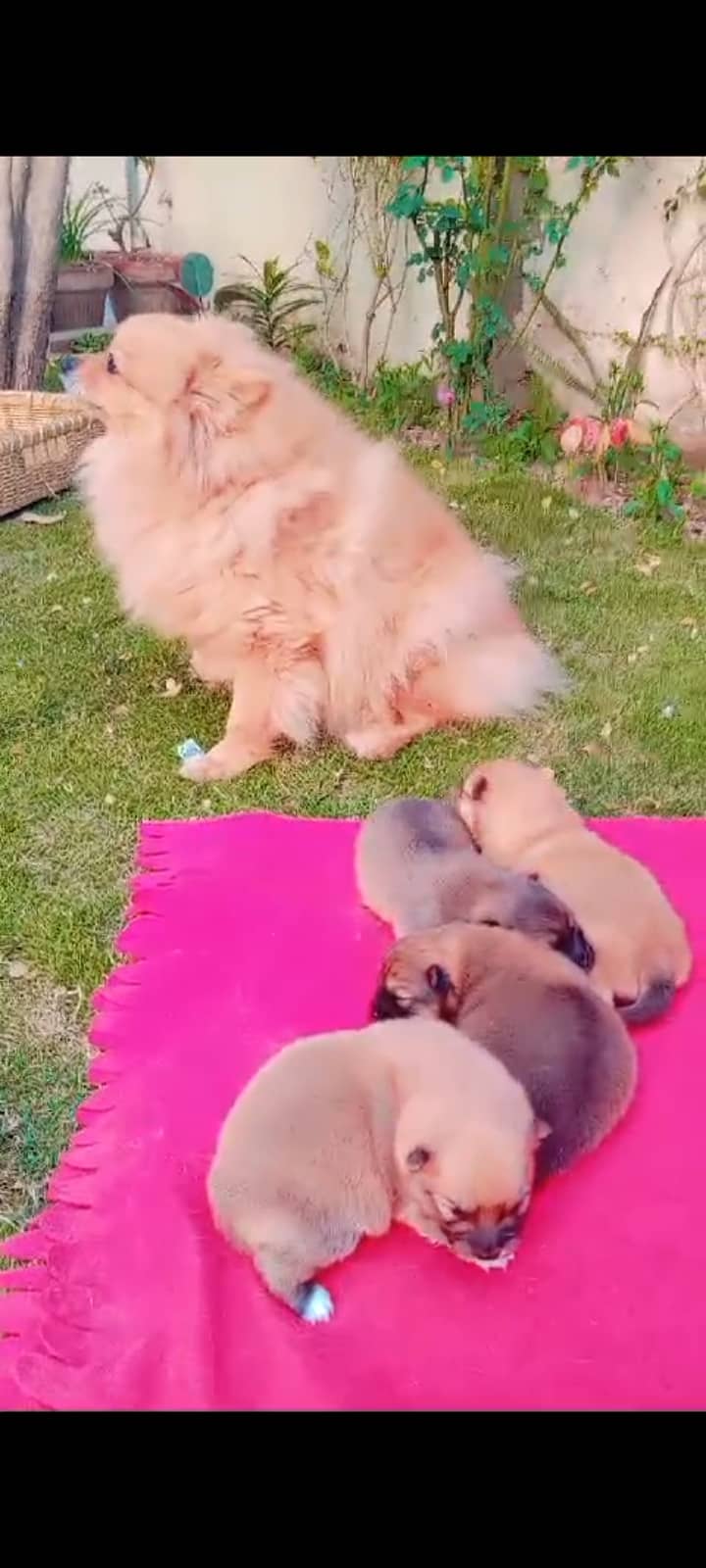 Pedigree Pomeranian puppies for sale 2