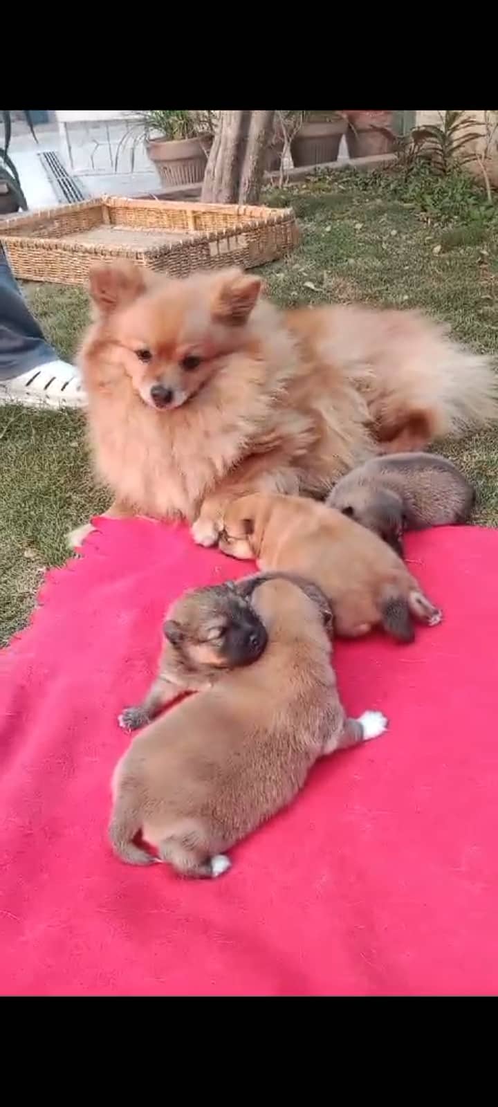 Pedigree Pomeranian puppies for sale 5