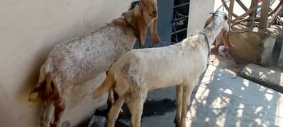 Bakra for sale