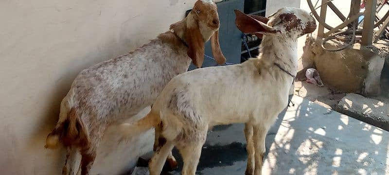 Bakra for sale 1