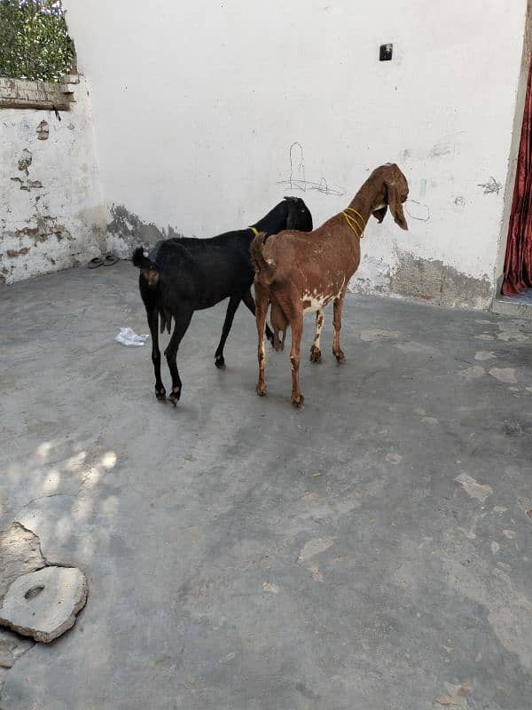 Goats (pregnant) 0