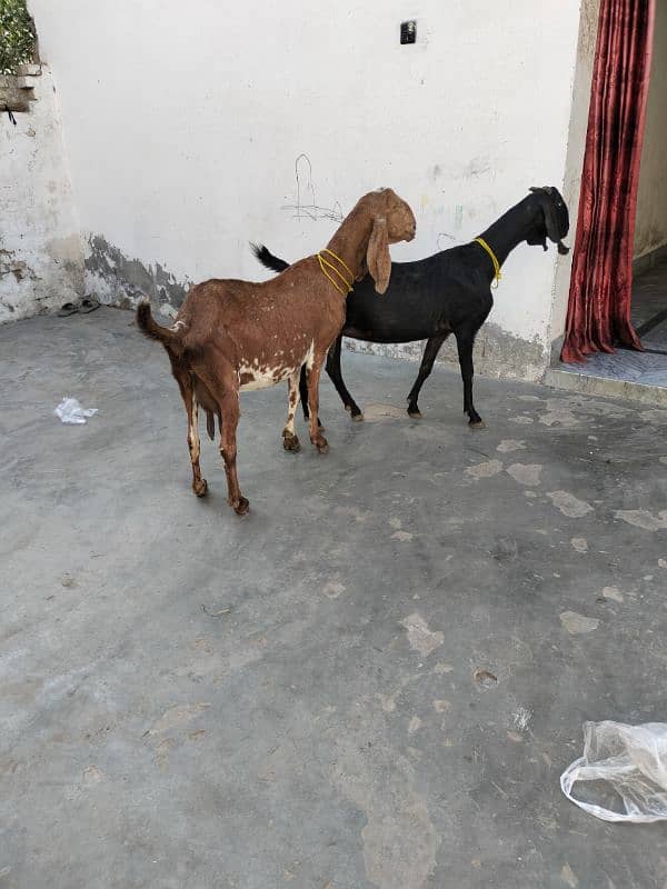 Goats (pregnant) 1