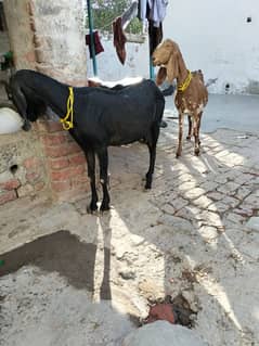 Goat (with 2 male baby)