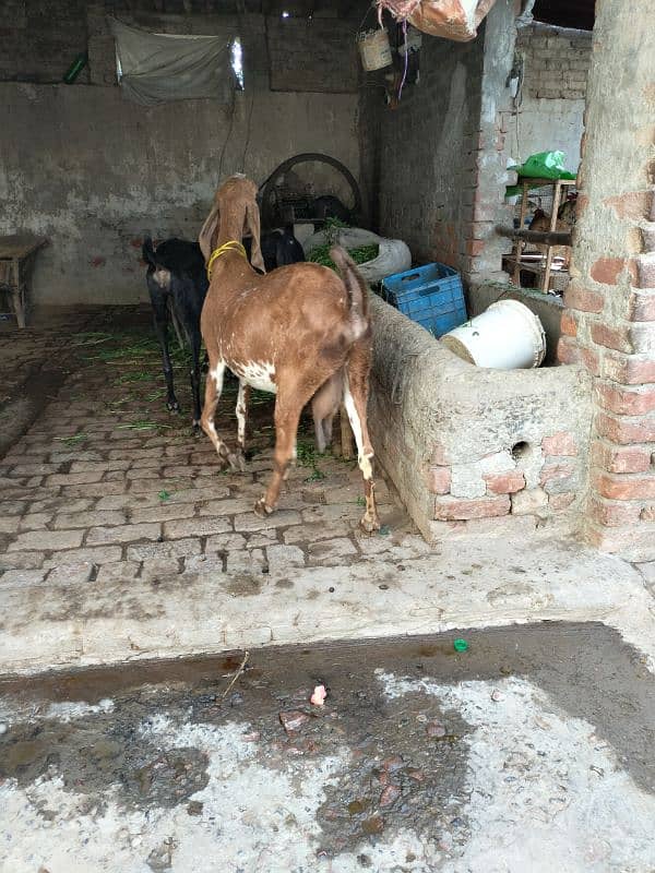 Goats (pregnant) 6