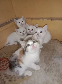 female kitten available