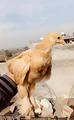 golden buff chicks