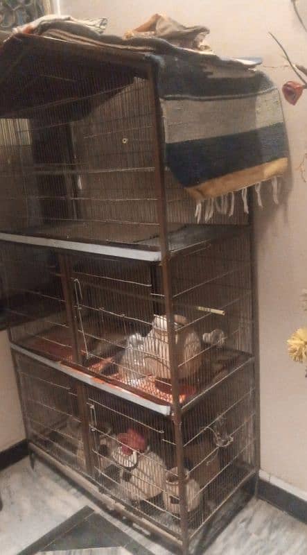 Birds cage 1