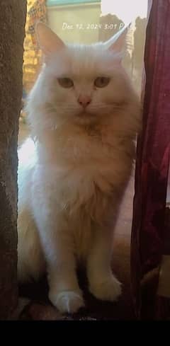 PERSIAN CAT FOR SALE