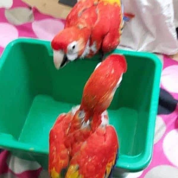 red macaw parrot cheeks for sale 03=36=044=60=68 0