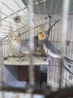 Cockatiel Pair