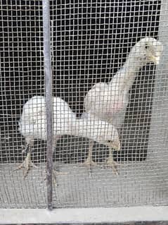 PURE WHITE SHAMO ASEEL CHICKS IMPORTEd QUALITY