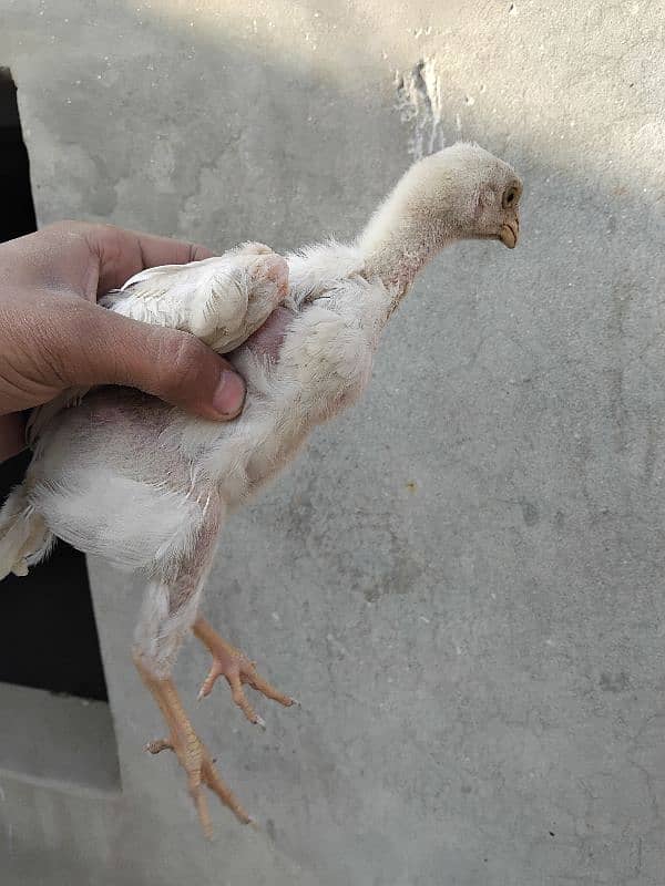 PURE WHITE SHAMO ASEEL CHICKS IMPORTEd QUALITY 1