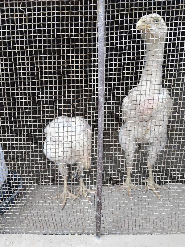 PURE WHITE SHAMO ASEEL CHICKS IMPORTEd QUALITY 3