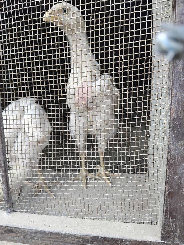 PURE WHITE SHAMO ASEEL CHICKS IMPORTEd QUALITY 4