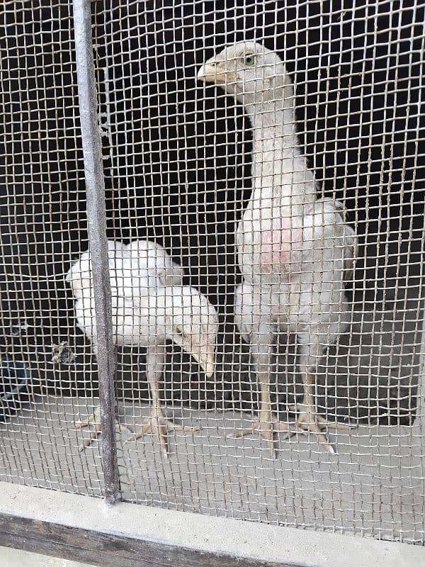 PURE WHITE SHAMO ASEEL CHICKS IMPORTEd QUALITY 5