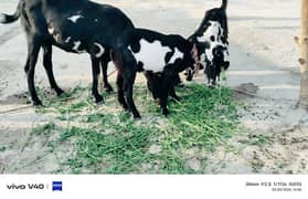 Goat | Betal Goat | Sahiwali Goat | Goat kids | بکری | Goat For Sale