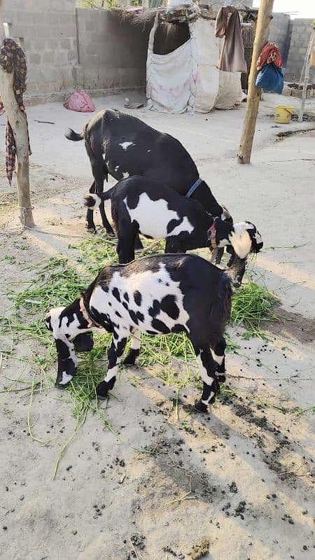 Beetal Goat | Goat |  Sahiwali Goat | Goat kids | بکری | Goat For Sale 6