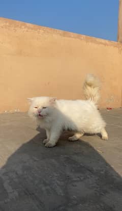 lwhite Persian kitty yellow eyes