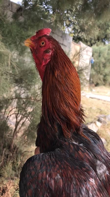 Lakha Breeder forsale 3