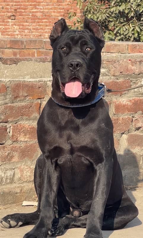 cane corso 03234696626 1