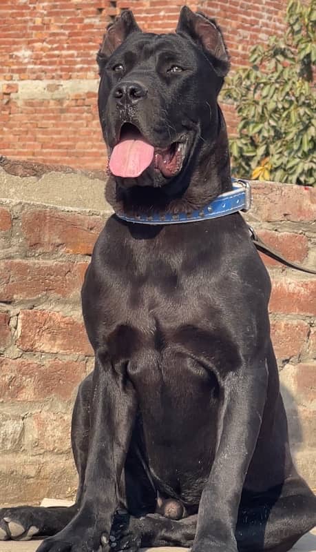 cane corso 03234696626 2