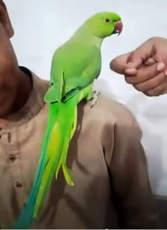 parrot