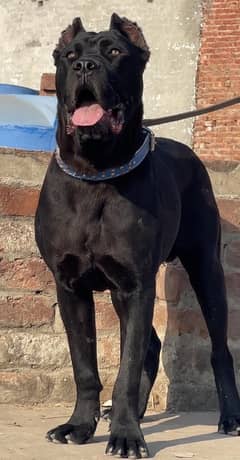 cane corso 03234696626