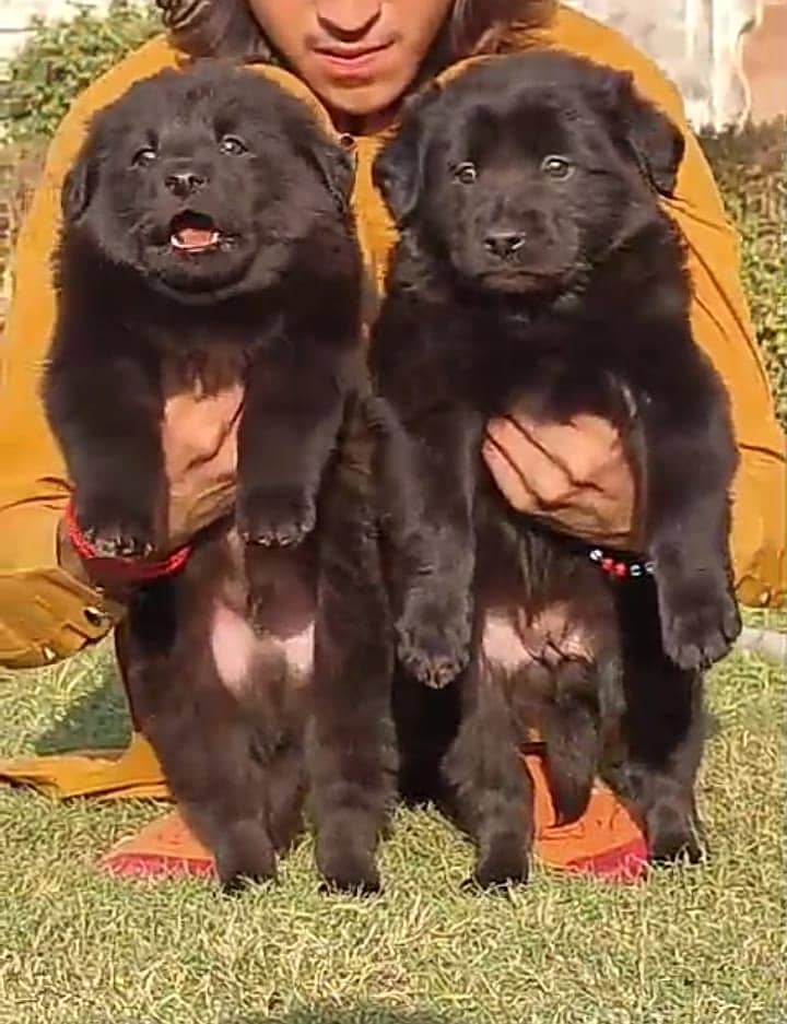 Black German Shepherd Long Coat Pair| German Shepherd puppies | GSD 0